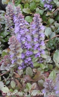 Ajuga reptans 'Purple Brocade'                    